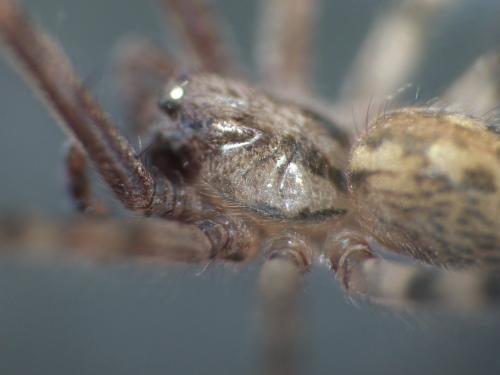 Réf. 234 879 : Tegenaria hasperi